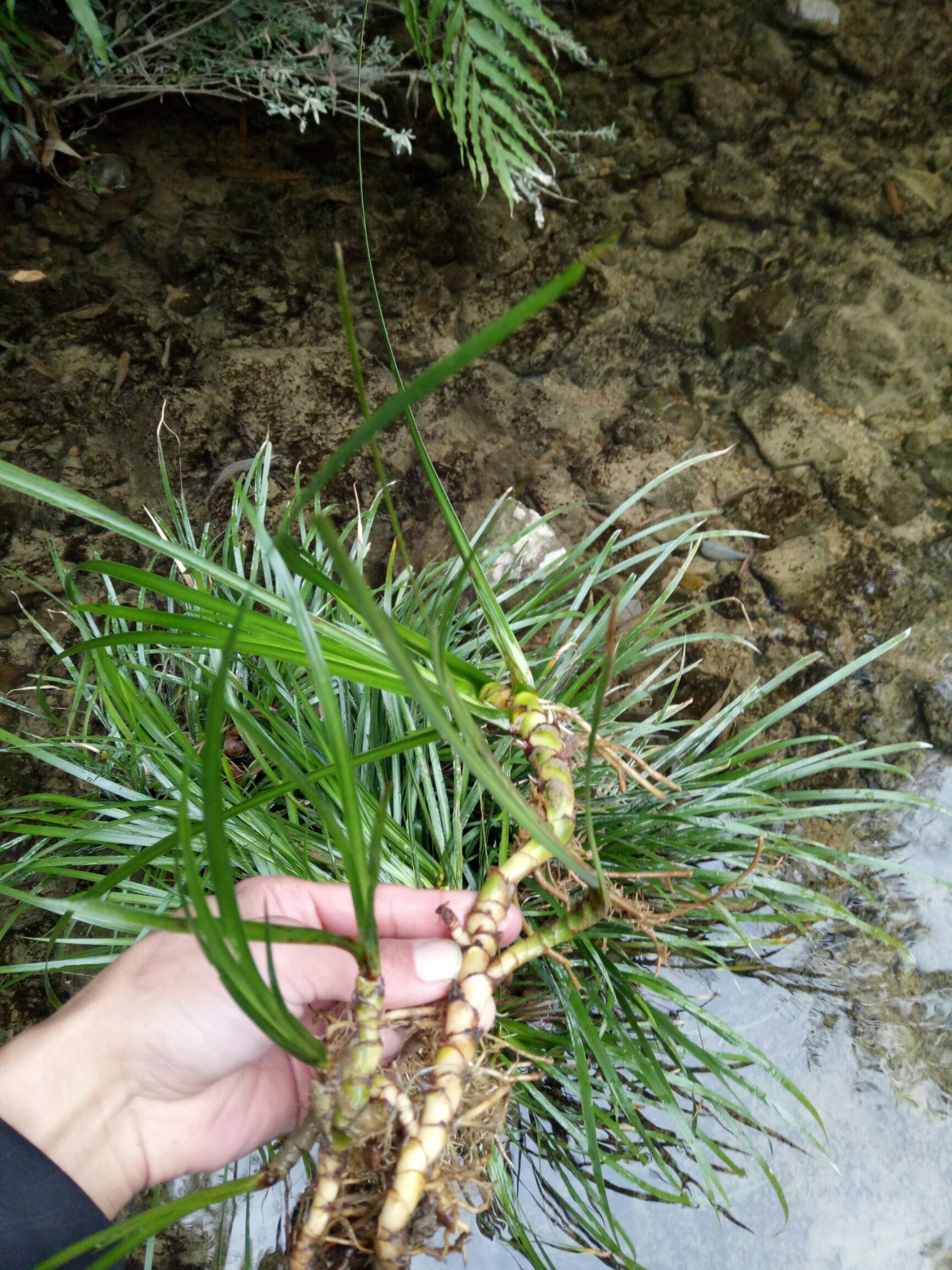  石菖蒲新鲜天然 价值高 室内绿化植物