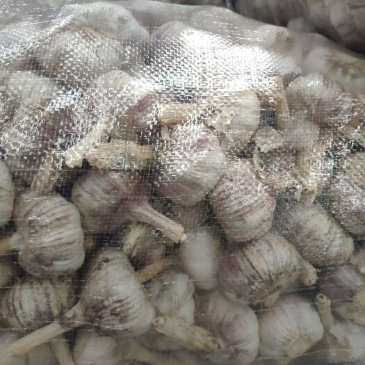 金乡县红皮蒜   大蒜混迹5.0大蒜5.5大蒜6..0大蒜级漏蒜米料都有