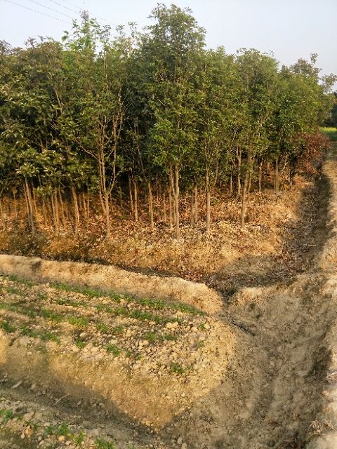 桂花树苗丹桂金桂朱砂桂四季桂浓香型桂花大树四季长青地栽庭院