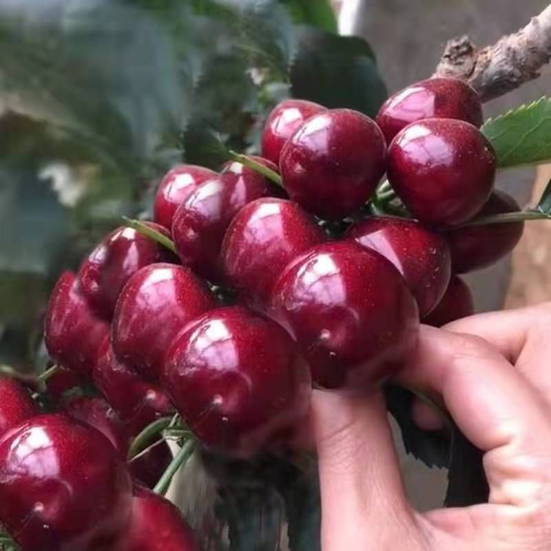  樱桃苗，矮化樱桃苗，基地直销，包品种包成活，当年挂果，