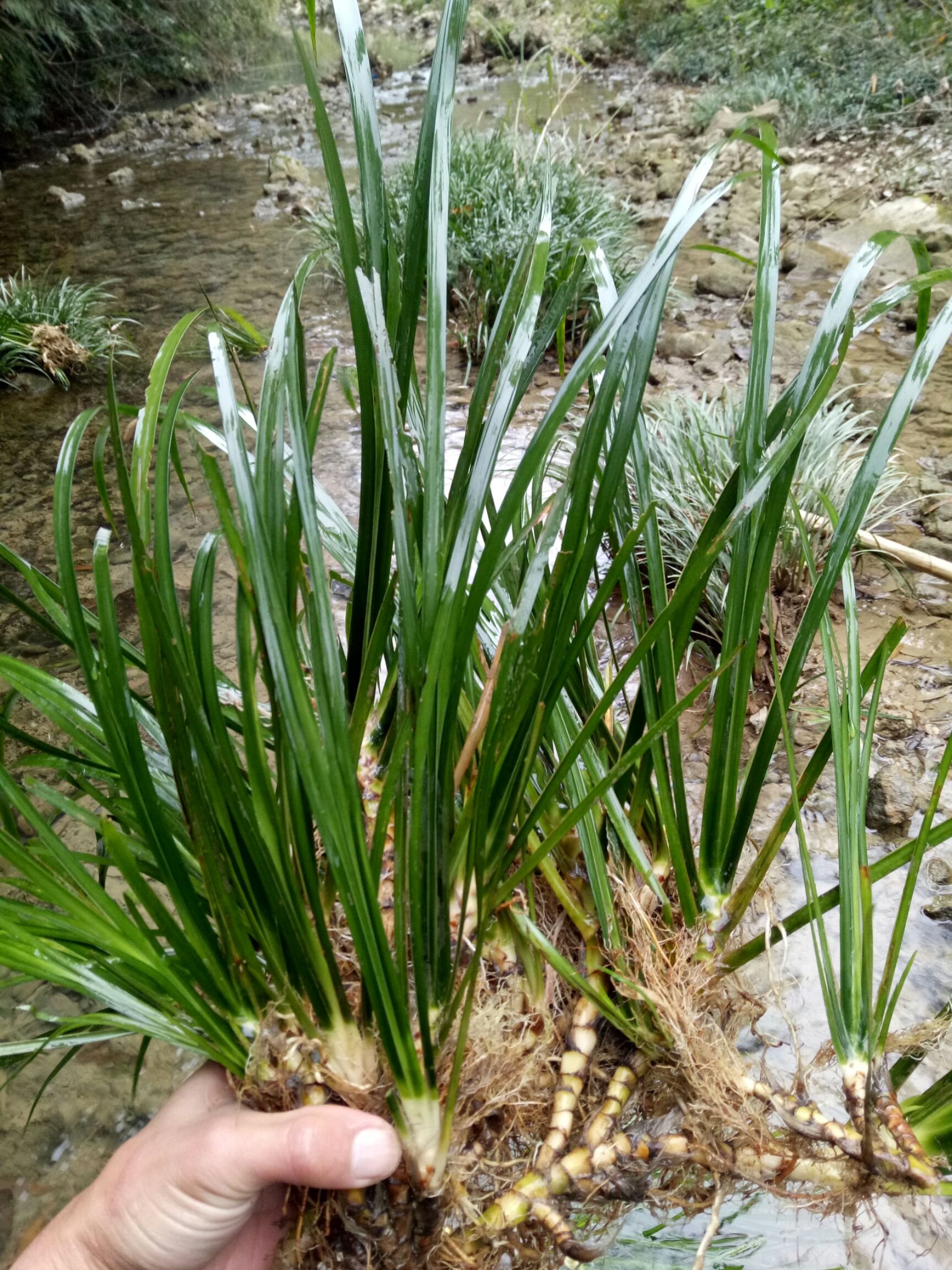  石菖蒲新鲜天然 价值高 室内绿化植物