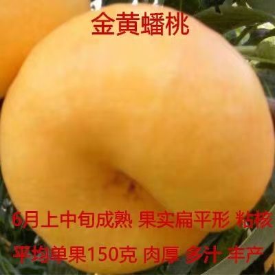 平邑县 桃树苗，蟠桃苗，基地直销，当年挂果，现挖现发货，