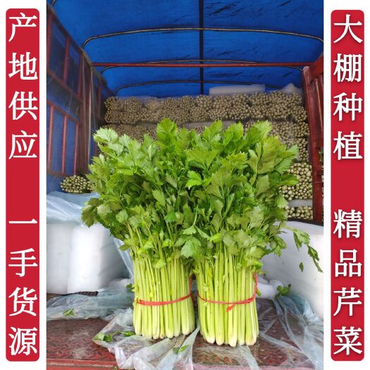 砀山县芹菜，西芹，大棚种植，60cm左右，大中小棵都有砀山产地