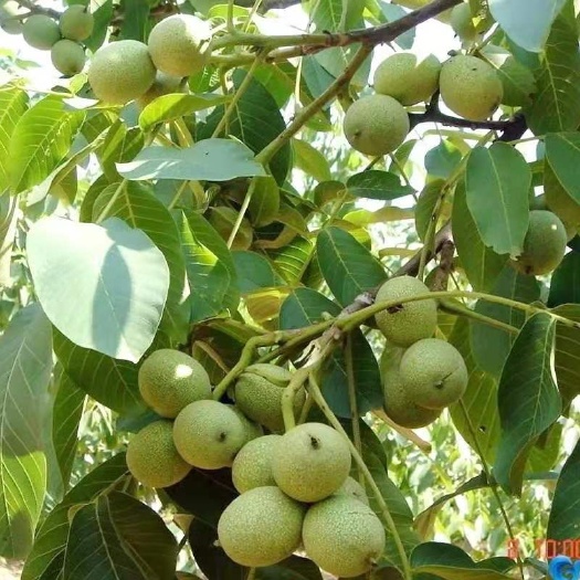 平邑县 核桃苗，8518核桃，基地直销，当年挂果，现挖现发货
