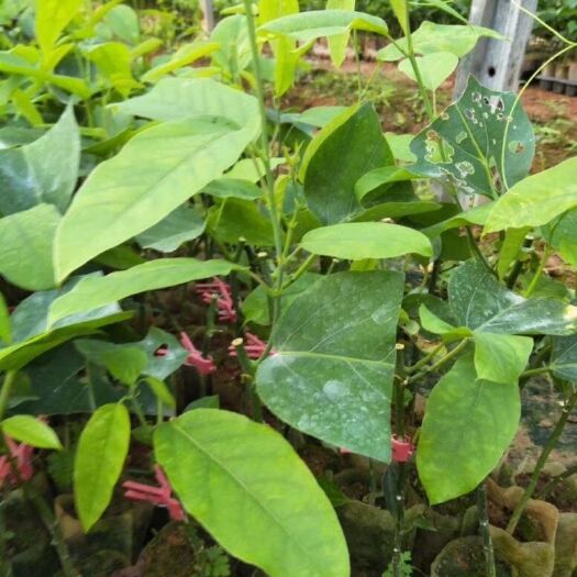 灵山县荔枝味百香果苗 荔枝味道的百香果