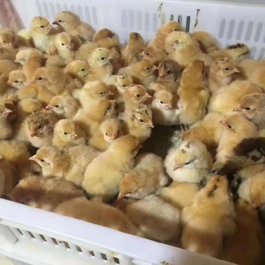 蒲江县 广西三黄鸡苗 广西黄鸡苗批发 南宁快大型三黄鸡苗供应