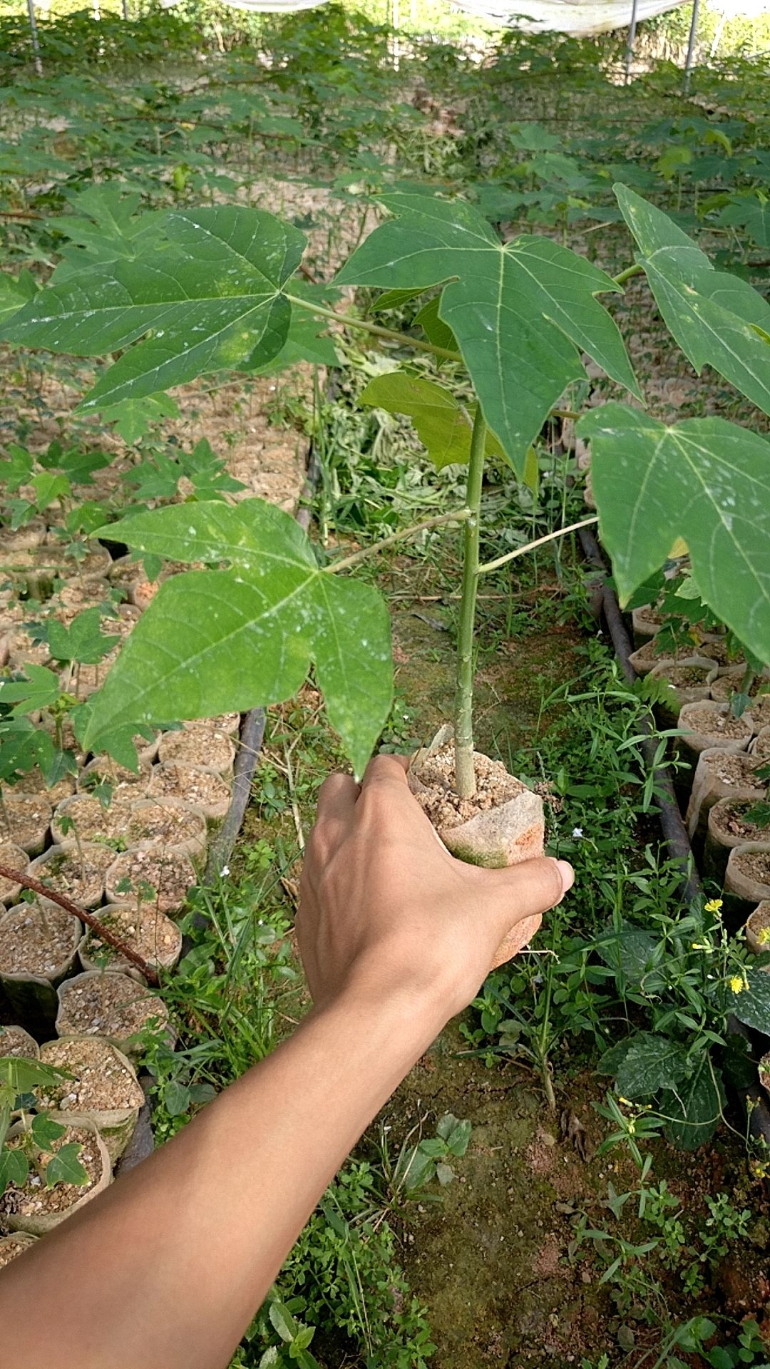 红心木瓜苗  红肉矮化木瓜苗 大青、大白木瓜苗华农一号木瓜苗