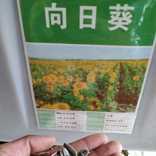 沭阳县 葵花籽