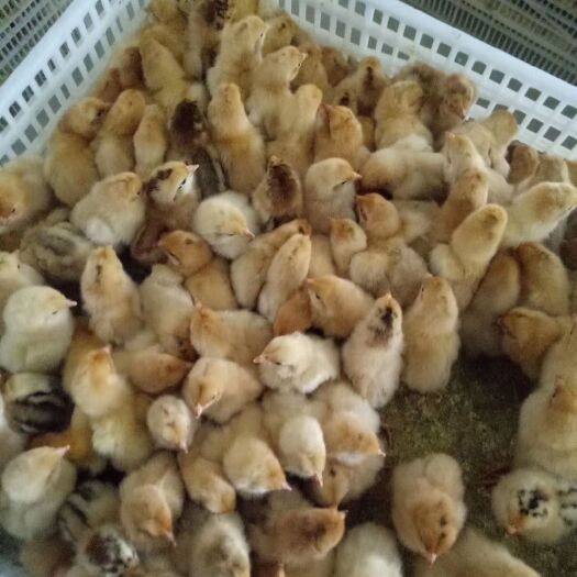 蒲江县 快大型三黄鸡苗价格，大种三黄鸡苗供应，新黄花鸡苗批发