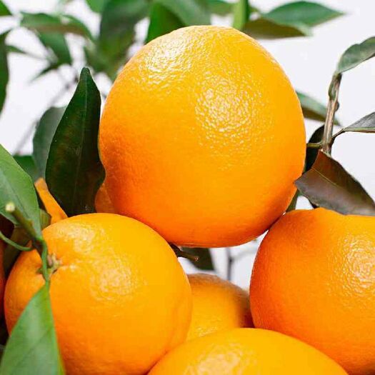 新宁县纽荷尔脐橙 崀山脐橙（纽货尔）