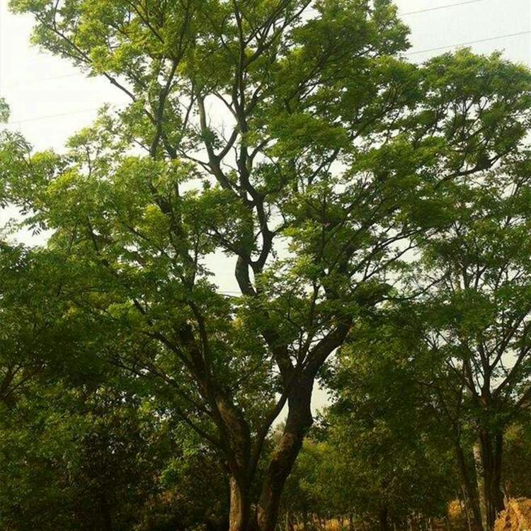 供应乌桕-乌桕树 乌桕价格 绿化乌桕树价格