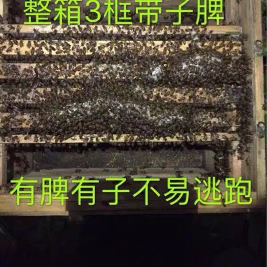 中华蜜蜂    中蜂蜂群活体蜂群土蜂群整箱三框