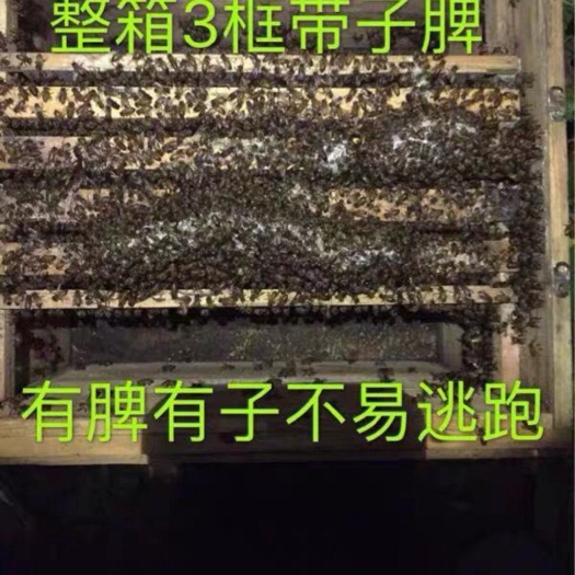 北流市中华蜜蜂    中蜂蜂群活体蜂群土蜂群整箱三框
