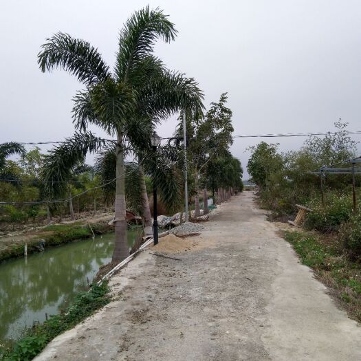 海丰县狐尾椰  有需要欢迎打扰，152依久仨，零零肆发肆