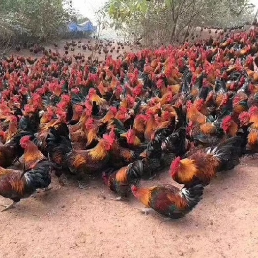 蒲江县麻鸡苗批发  土鸡苗 黑瑶鸡苗 血毛土鸡苗价格 土鸡苗批发价