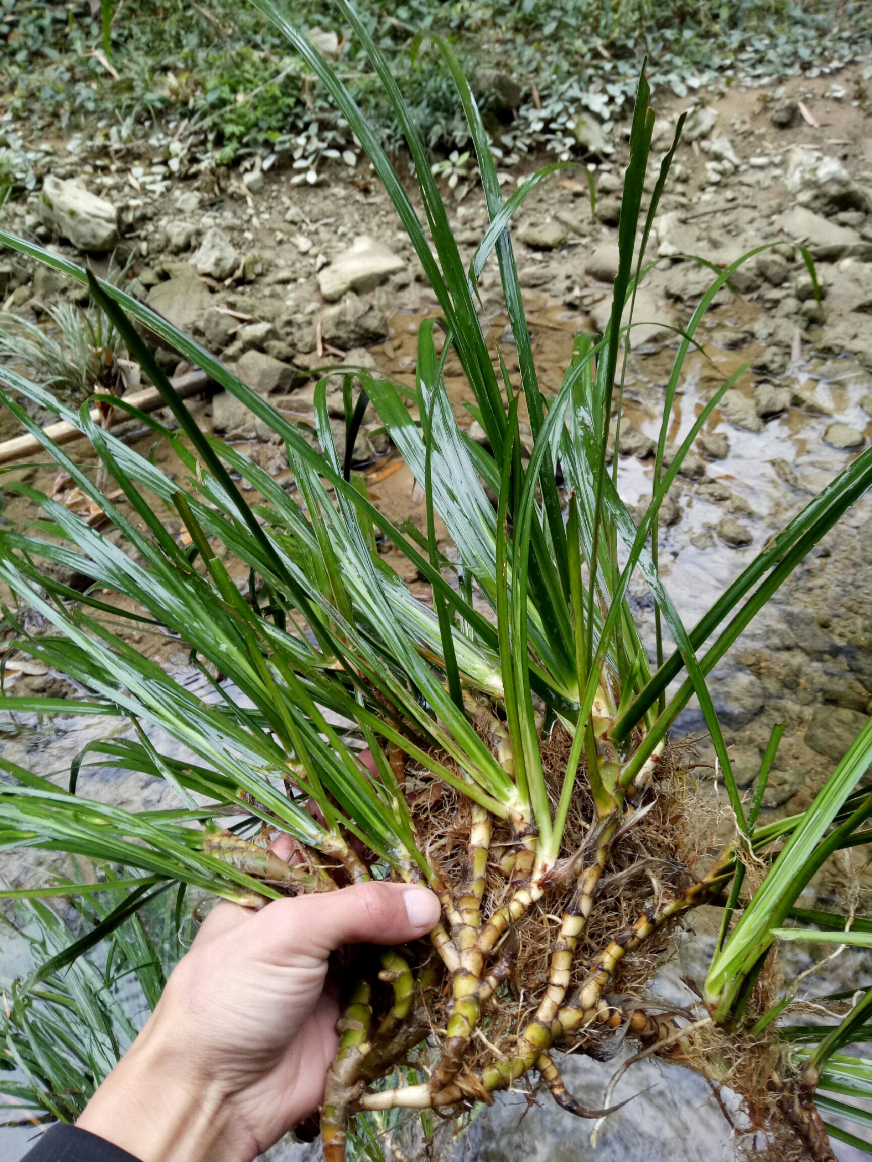  石菖蒲新鲜天然 价值高 室内绿化植物