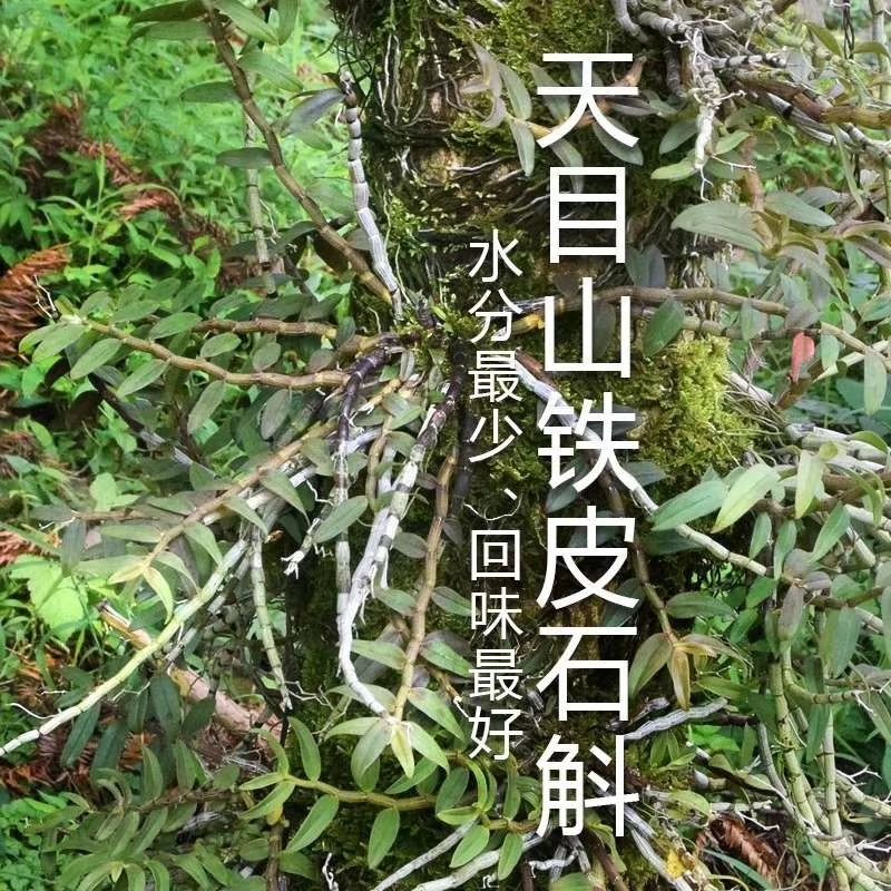  天目山铁皮石斛鲜条