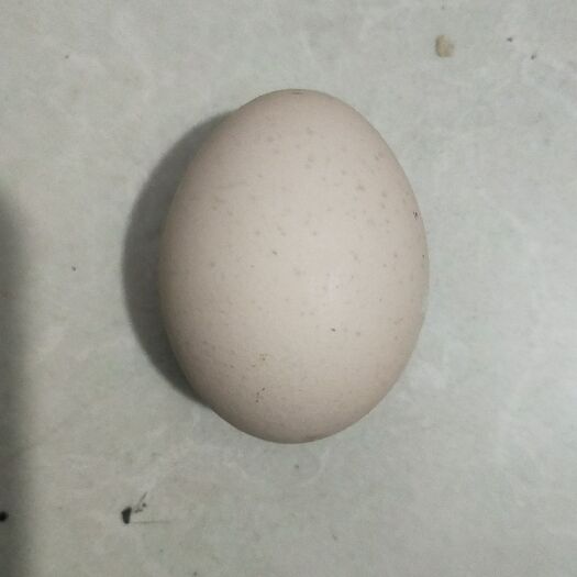 绿壳鸡蛋 纯散养鸡