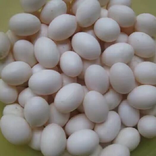 泰安肉鸽蛋 食用 箱装