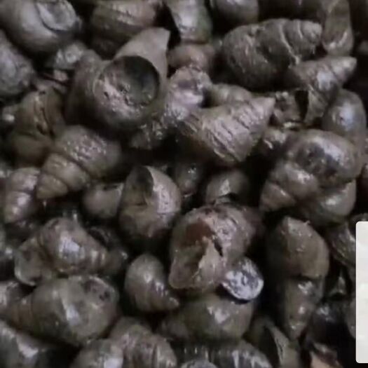 监利市 各种规格石螺