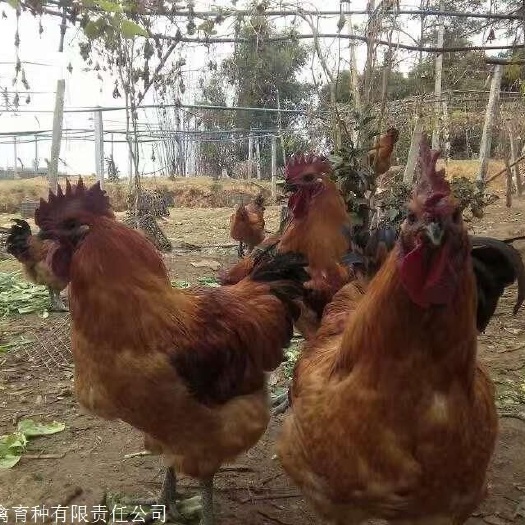成都快大型麻羽乌鸡苗  快大型麻乌鸡苗批发 麻羽乌骨鸡苗 四川麻乌鸡苗价格