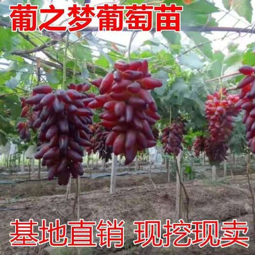 葡之梦葡萄苗美香指葡萄树苗无核葡萄苗南方盆栽果园种植当年结