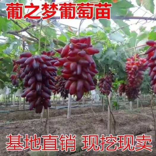 平邑县葡之梦葡萄苗美香指葡萄树苗无核葡萄苗南方盆栽果园种植当年结