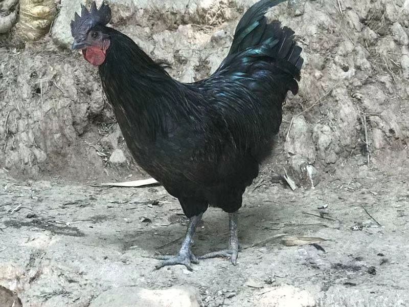 快大型黑乌骨鸡苗批发  黑羽乌骨鸡苗价格 大种黑乌鸡苗供应