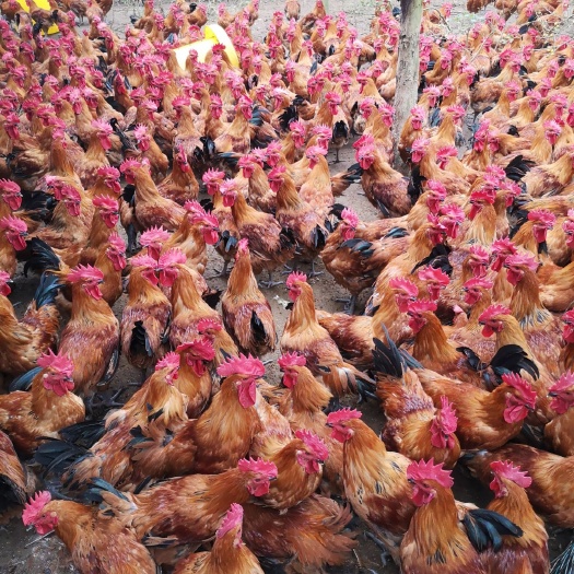自贡大种青脚麻鸡苗批发  青脚麻肉鸡苗供应 铁脚麻肉鸡苗价格