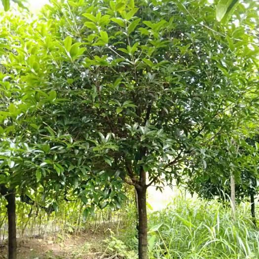 荔浦市 桂花树 各大品种齐全