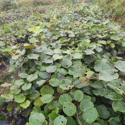 隆回县米良1号苗 嫁接苗