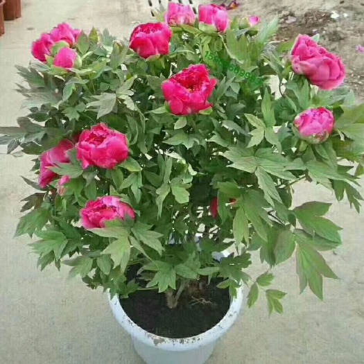菏泽 鲜花牡丹，春节开花