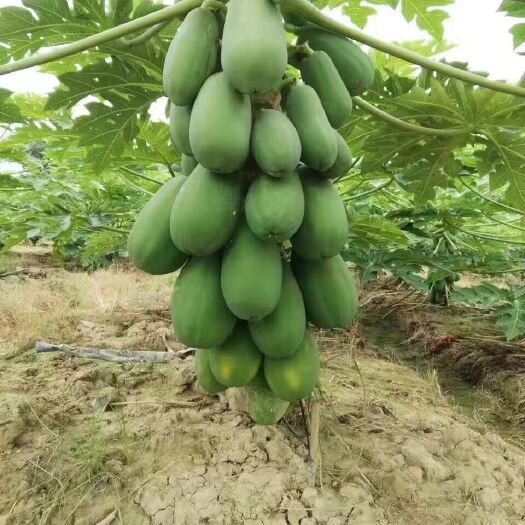 灵山县红心木瓜苗  红肉矮化木瓜苗 大青、大白木瓜苗华农一号木瓜苗