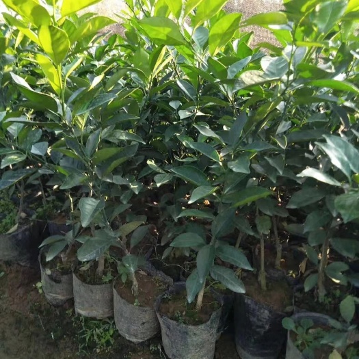 松滋市脐橙树苗  优质脐橙苗纽荷尔橙子苗2/3年苗