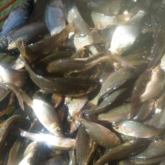 都匀市 鲤鱼苗(品种纯，成活率高，长势快，抗病力强)