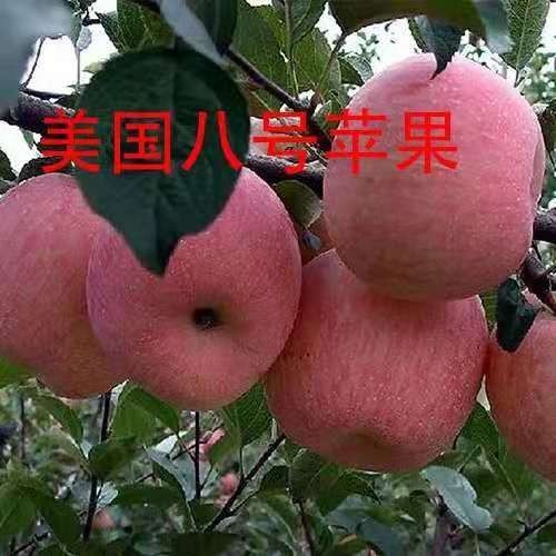 平邑县 苹果树苗，基地直销包品种包成活，当年挂果，现挖现发货