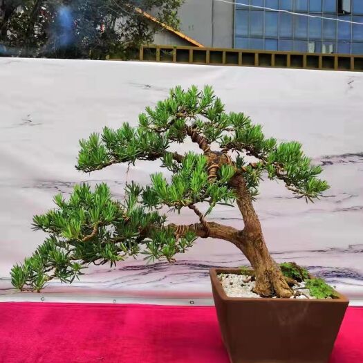 宜良县青香木