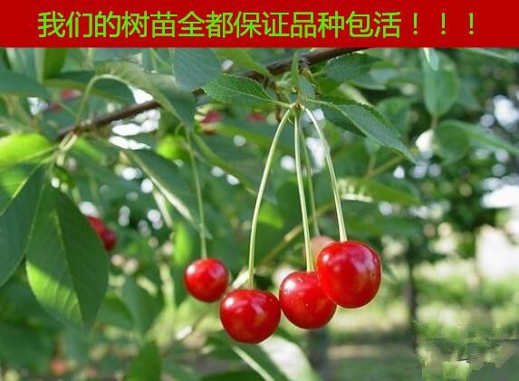 平邑县红灯樱桃苗 正宗优质嫁接樱桃树苗 苗圃直售  品种齐全