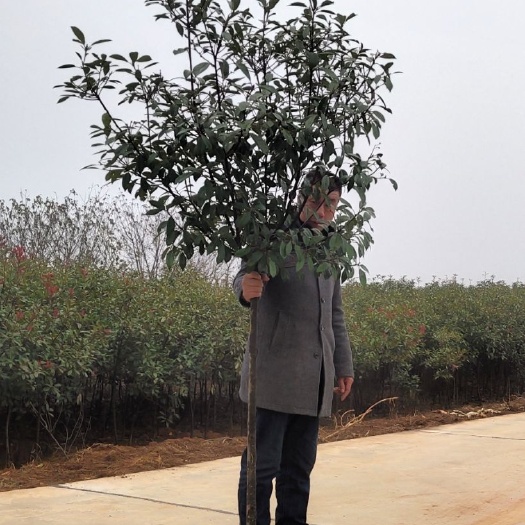 咸宁 大量供应，2－3－4公分红叶石楠，土球好，冠幅好，