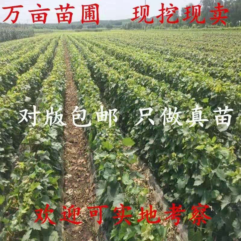  葡萄苗，美人指葡萄，基地直销，当年挂果，可签订合同