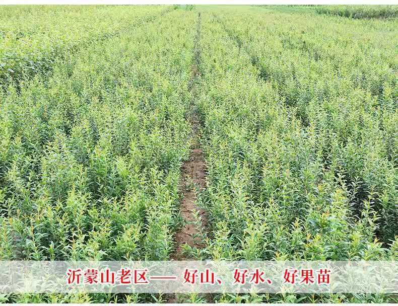 黑籽石榴树苗  黑籽石榴苗 新品种石榴树苗果树苗南方北方种植