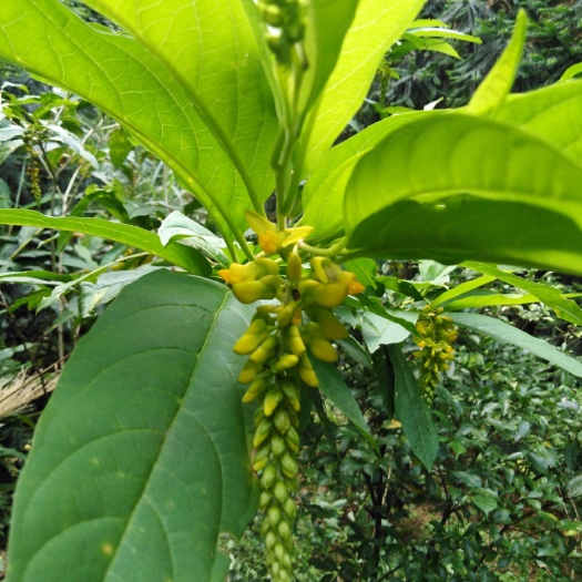 荔浦市 黄花倒水莲阳枝片干货，广西产地货