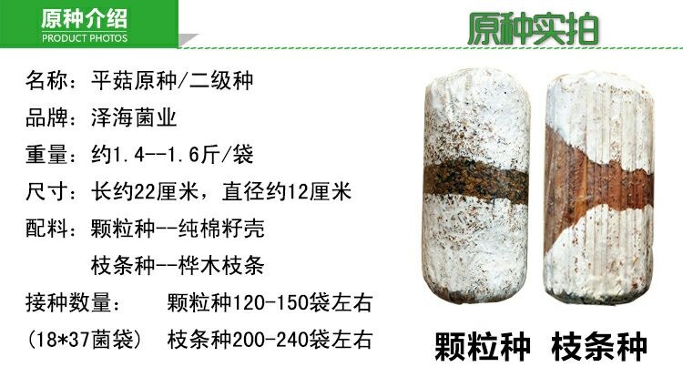 平邑县平菇菌种 食用菌平菇香菇菌种颗粒原种二级种
