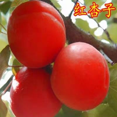 平邑县沙金红杏树苗  杏树新品种特大红杏树苗金沙红杏苗 红杏子南方