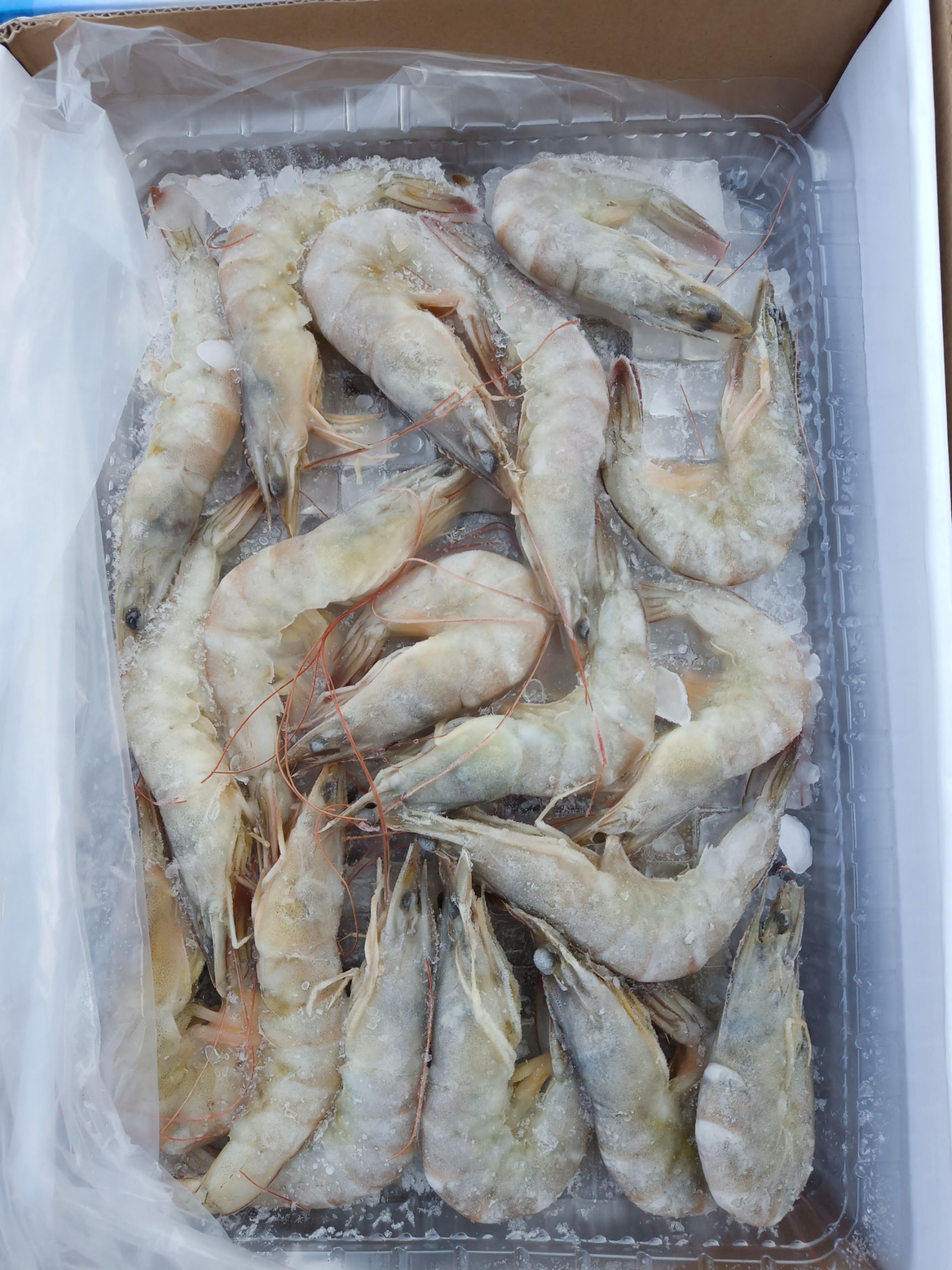  鲜活冻虾