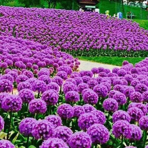 淮安 花葱种子大花葱种子批发