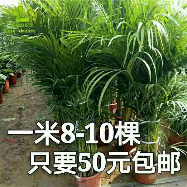 南京 【1米 8-10棵50元包邮】富贵椰子盆栽 散尾葵盆栽