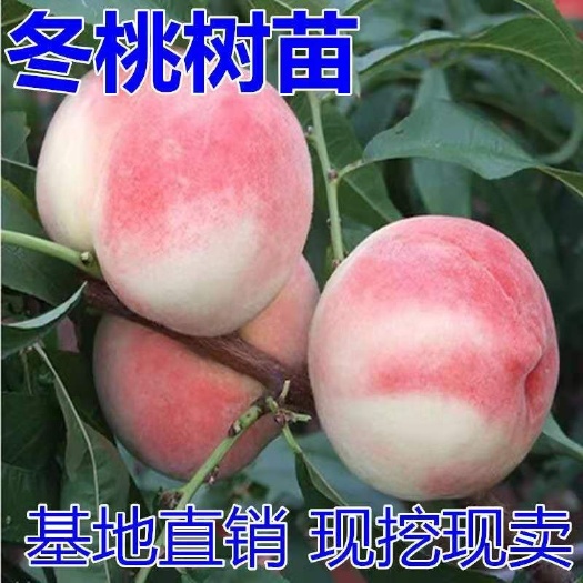 平邑县晚熟桃树苗嫁接桃树树苗中华二号冬桃极晚熟冬桃苗冬桃树苗包邮