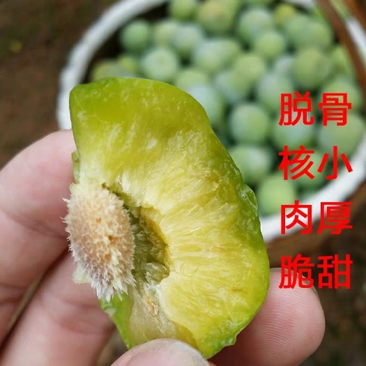 平邑县 嫁接李子树苗四川脱骨李蜂糖李冰糖李清脆李脆红李盆栽地栽南包邮