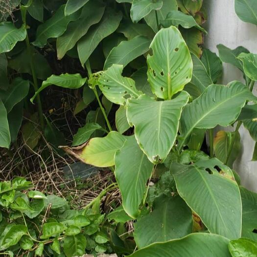 丰都 大量美人蕉茎块出售  现货